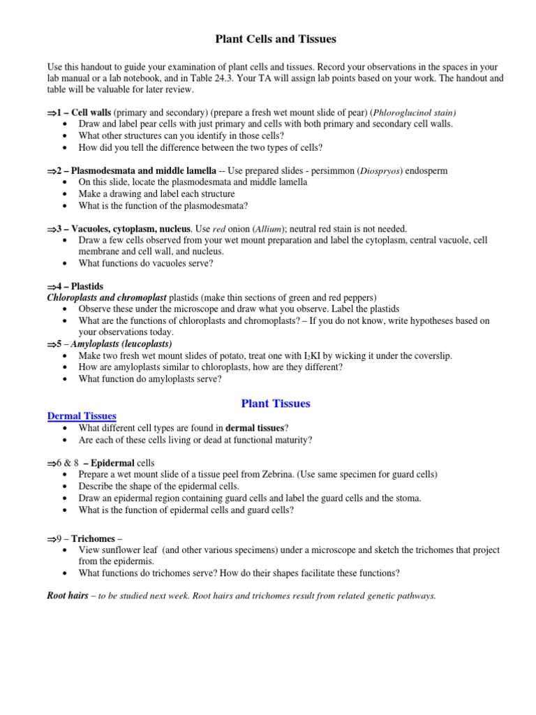 Plant Cells and Tissues Lab Guide | PDF | Tissue (Biology) | Plant Stem