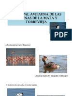 Avifauna Lagunas Mata y Torrevieja
