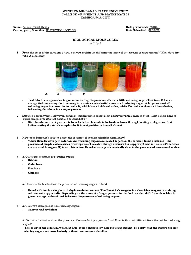 (Template) Activity 2 Worksheet Biological Molecules PDF