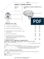 Verifica Sistema Nervoso