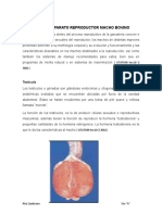 Anatomia Del Aparato Reproductor Masculino Bovino