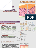 Tejido Epitelial 1