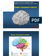 MRT Anatomia Golovnogo Mozga