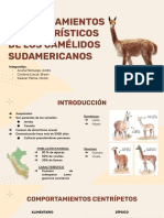 Comportamientos Característicos de Los Camélidos Sudamericanos