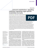 El Endotelio Quiescente, Vías de Señalización Regulando La Normalidad Endotelial Órgano Específica.
