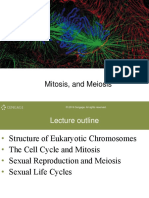 Mitosis and Meiosis 2021