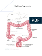 Anatomy and Physiology of the Large Intestine