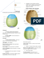Anatomia Do Crânio
