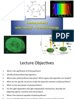 Photosynthesis Solar Energy Chemical Energy