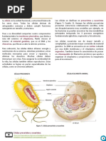 Eucariota y Procariota