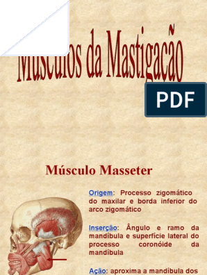 Músculo pterigóideo lateral: Origem, Inserção, Ação