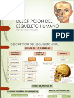 Descripcion Del Esqueleto Humano