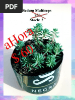 Ah Ora $ 6 0: Sedum Multiceps $70 Stock: 2