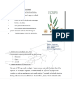 Plantas Medicianles Eucalipto