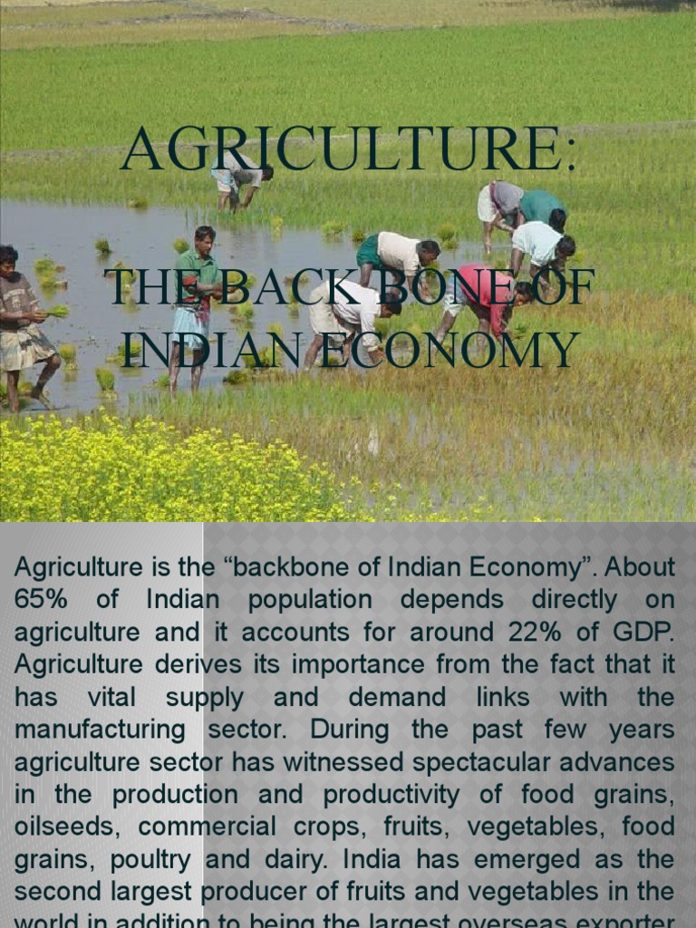 India's Agricultural Backbone | PDF | Agriculture | Economy Of India