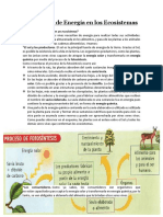 Circulación de Energía en los Ecosistemas (como fluye la energia en los ecosistemas)