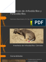 Anestesia de Artiodáctilos y Perisodáctilos