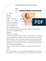 Anatomía y Fisiología Del Ap. Reproductor Masculino y Femenino