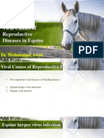 Viral Causes of Reproductive Diseases in Equine: Dr. Muhammad Awais