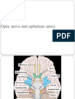 Optic Nerve and Opthalmic Artery