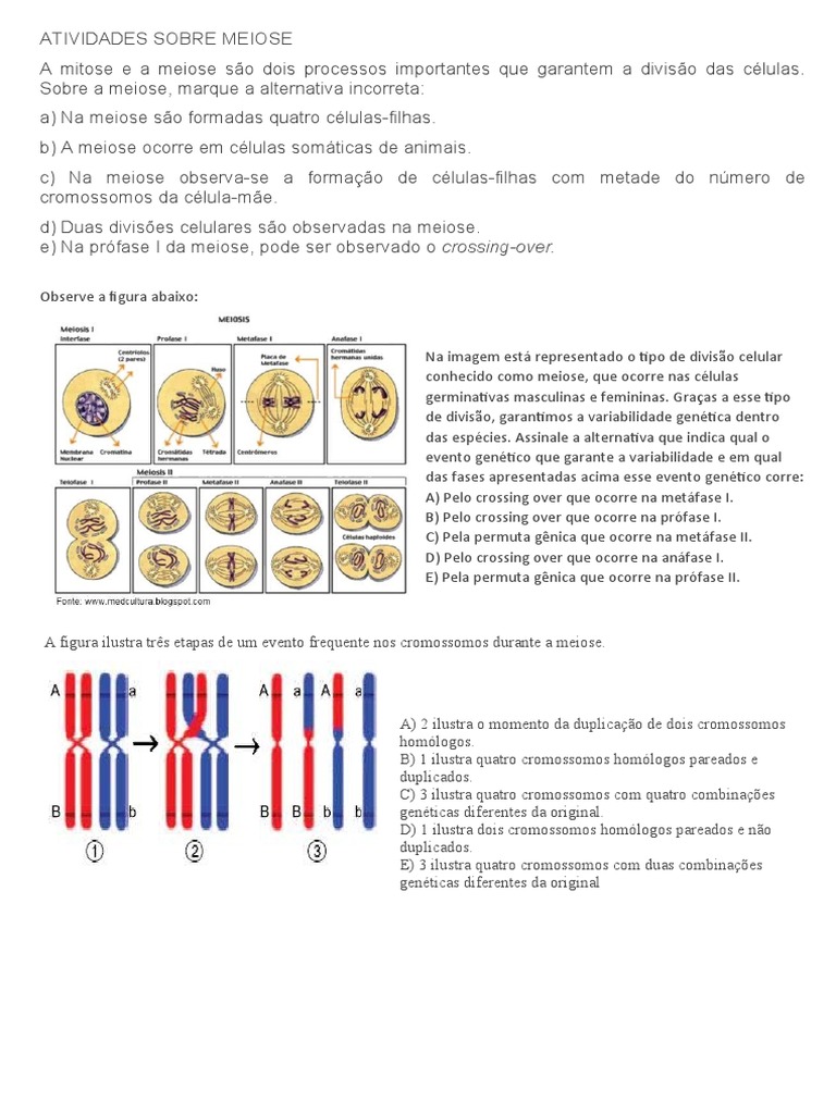 Atividades Sobre Meiose | PDF | Meiose | Recombinação genética
