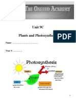 Plants N Photosynthesis