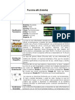 Puccinia Allii