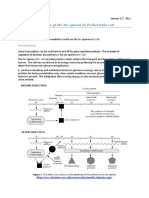 Lac Operon E. Coli