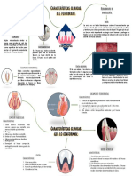 Características Clinicas Del Periodonto