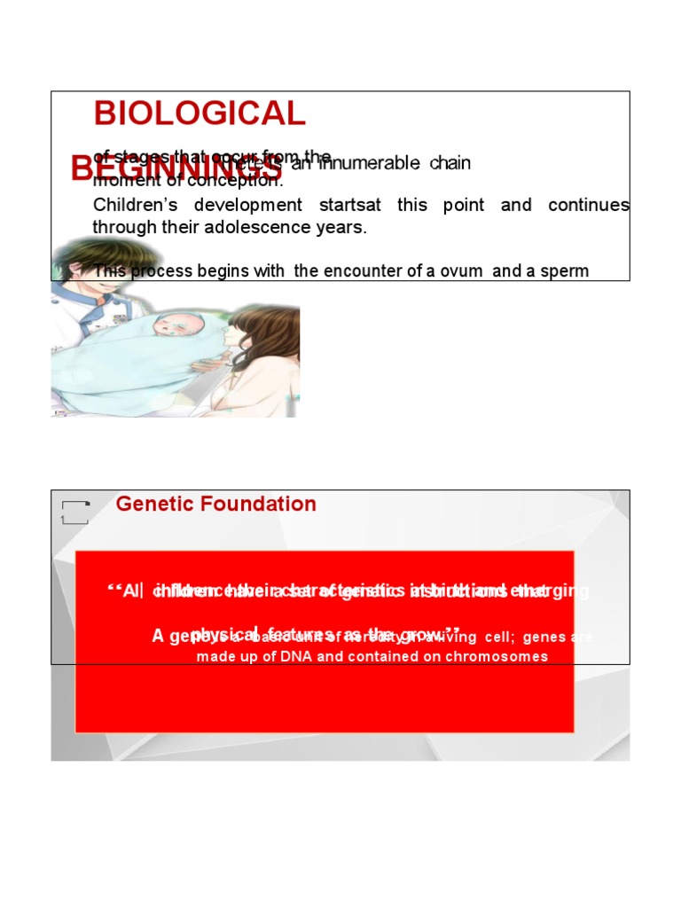 Biological Foundations of Development | PDF | Prenatal Development ...