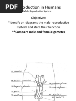 Reproduction in Humans: Objectives: Identify On Diagrams The Male Reproductive System and State Their Function