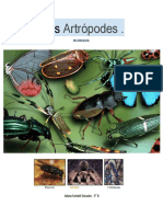Os Artrópodes: Características e Grupos