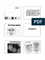 Kidneys: The Urinary System