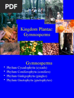 Kingdom Plantae: Gymnosperms