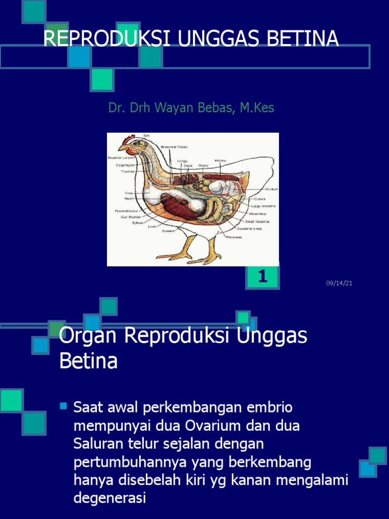 87 Gambar Organ Reproduksi Unggas Betina Gratis