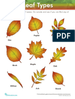 There Are Many Types of Leaves. Go Outside and See If You Can Find Any of These Leaf Shapes