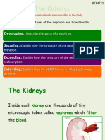 The Kidneys: Developing