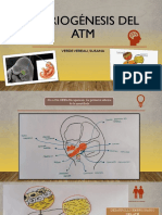 Embriogénesis Del Atm