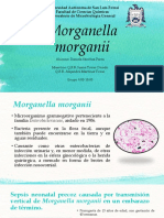 Antiobiograma Morganella Morganii Por Daniela Sánchez