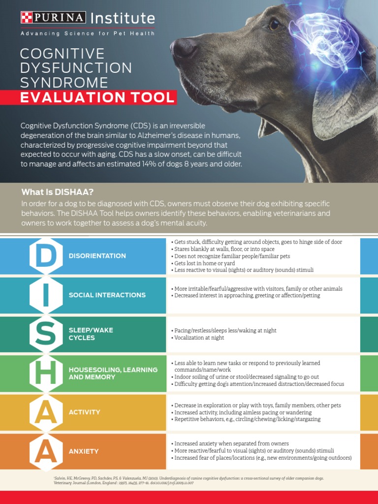 Assessing Canine Cognitive Decline: An Introduction to the DISHAA Tool ...