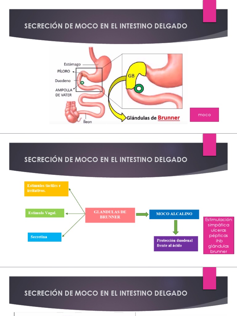 Secreción de moco en intestino delgado | PDF | Diarrea | Intestino delgado