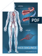 Sistema Circulatorio