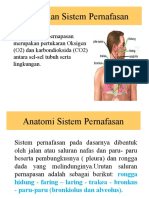 Anatomi - Pernafasan Neo
