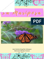 La mariposa: anatomía, hábitos y curiosidades