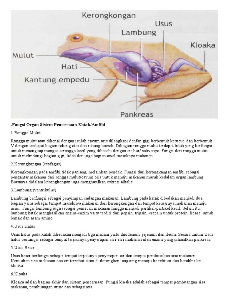 Fungsi Sistem Pencernaan Katak | PDF