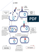 Diagrama de Infeccion Viral