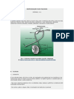 Reprodução Nos Machos