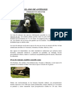 Oso de Anteojo - 1