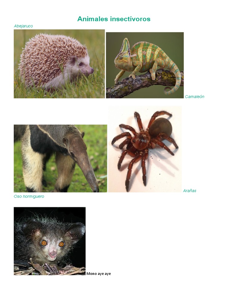 Animales Insectívoros Ervivoros | PDF