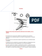 Dibujos, Contenido Embriologia Album 1